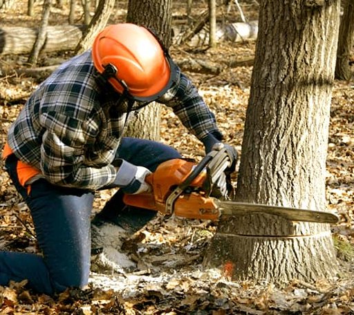 Tree Removal in Wallingford, PA